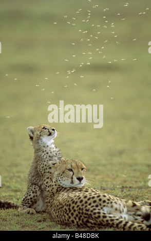 zoology / animals, mammal / mammalian, cheetah, (Acinonyx jubatus), female cheetah with pup, Masai Mara, Kenya, , Additional-Rights-Clearance-Info-Not-Available Stock Photo