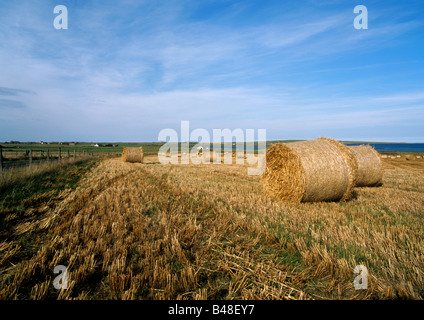 dh Harvested bales TANKERNESS ORKNEY Britain Stubble harvest nobody scenic autumn tranquil fields uk farmland scotland hay round straw bale in field