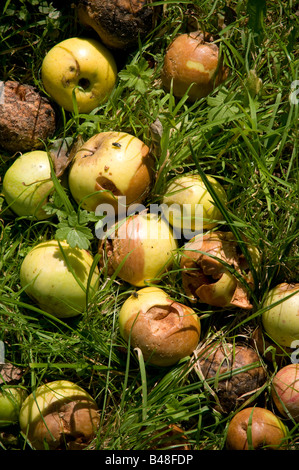 windfall apples rotting on the ground in an orchard