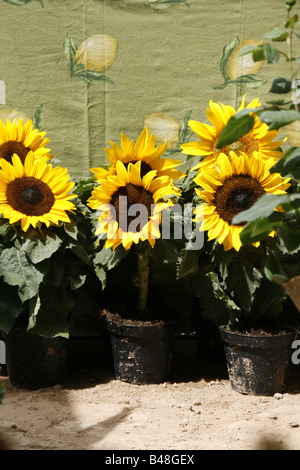 many yellow sunflowers in pots in sun in garden Stock Photo - Alamy