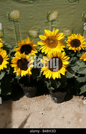 many yellow sunflowers in pots in sun in garden Stock Photo - Alamy
