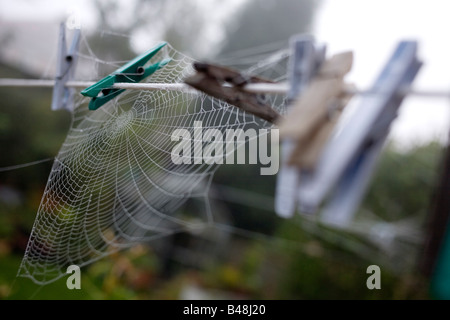 A spiders web on clothes pegs on a washing line. Stock Photo