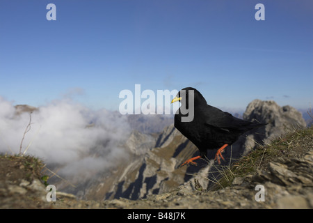 Alpendohle Alpine Chough Pyrrhocorax pyrrhocorax Stock Photo