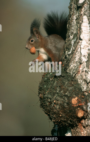 Eichhoernchen Eurasian Red Squirrel Sciurus vulgaris mit Nuss im Maul Mittelfranken Bayern Deutschland Stock Photo