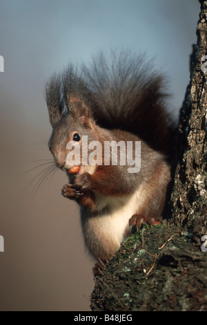 Eichhoernchen Eurasian Red Squirrel Sciurus vulgaris mit Haselnuss im Maul Mittelfranken Bayern Deutschland Stock Photo
