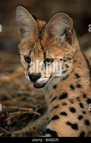 Serval Felis serval africa Leptailurus serval Stock Photo