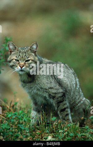 Europaeische Wildkatze Felis silvestris Common Wild Cat Stock Photo