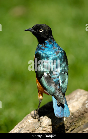 Dreifarben Glanzstar Superb Starling Lamprotornis superbus Stock Photo