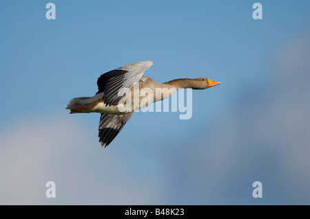 Graugans Grey lag Goose Anser anser Stock Photo