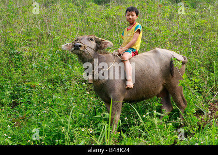 Boy on a buffalo, Ha Giang Province, Vietnam. Stock Photo