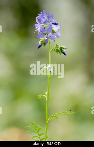 Jacobs Ladder Polemonium caeruleum Stock Photo