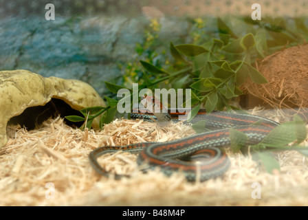 San Francisco Garter Snake Thamnophis sirtalis tetrataenia Stock Photo