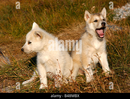 Aug 2008 - Husky sled dog puppies at ilulissat Greenalnd Stock Photo