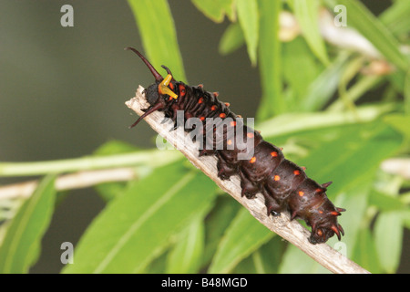 Pipevine Swallowtail Battus philenor Tucson ARIZONA United States 11 April Last instar larva Papilioninae Stock Photo