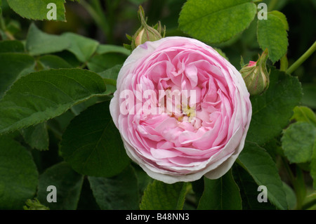 Old Garden Rose (Rosa gallica), variety: Duchesse de Montebello, flower Stock Photo