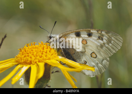 butterfly mountain Parnassius apollo Apollo lepidotteri papilionidi ropaloceri farfalle diurne prato prateria alpina su Arnica m Stock Photo