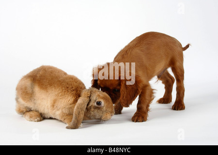 Rex Lop eared Dwarf Rabbit 17 weeks apricot and Cavalier King Charles Spaniel ruby puppy 11 weeks Domestic Rabbit Stock Photo