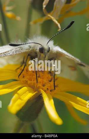 butterfly mountain Parnassius apollo Apollo lepidotteri papilionidi ropaloceri farfalle diurne prato prateria alpina su Arnica m Stock Photo