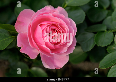 Floribunda Rose, Romantica Rose (Rosa sp.), variety: Leonardo da Vinci, flower Stock Photo