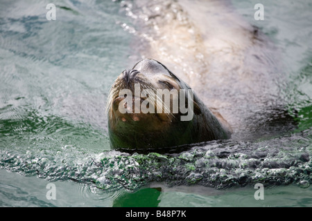 californian sea lion rocky Zalophus californianus rescued at national seal sanctuary cornwall Stock Photo