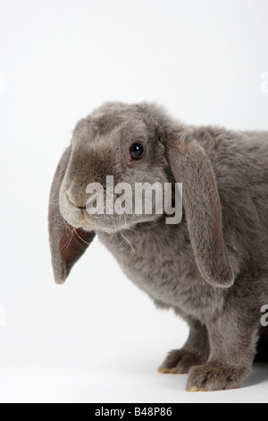Rex Lop eared Dwarf Rabbit 14 weeks lilac Domestic Rabbit Stock Photo