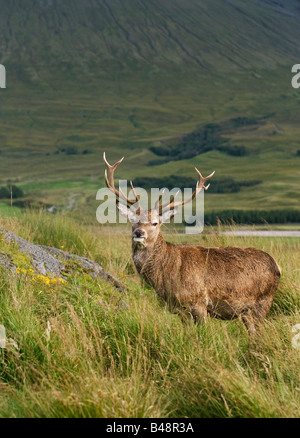 Stag on the hillside, on part of the Wesy Highland Way Stock Photo