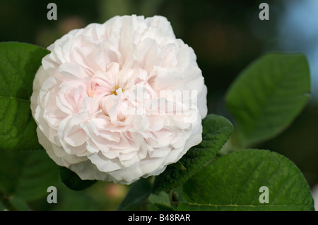 Old Garden Rose, Painted Damask Rose (Rosa x damascena), variety: Leda, flower Stock Photo