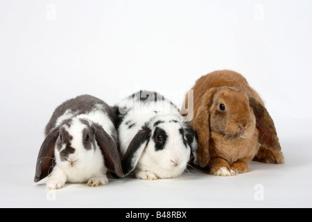 Rex Lop eared Dwarf Rabbits lilac white and blue white 14 weeks and apricot 17 weeks Domestic Rabbit Stock Photo