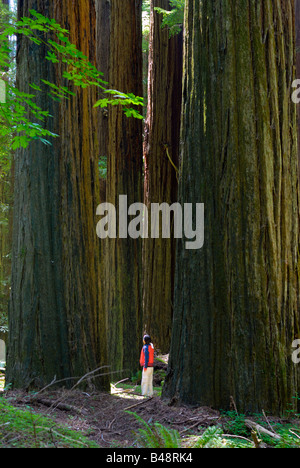 Tourist standing among giant redwoods in Williams Grove, Avenue of the Giants, Humboldt Redwoods State Park, California, USA Stock Photo