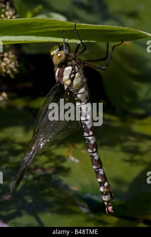 Southern Hawker (Aeshna cyanea) Freshly emerged adult dragonfly from aquatic nymph stage - England UK Stock Photo