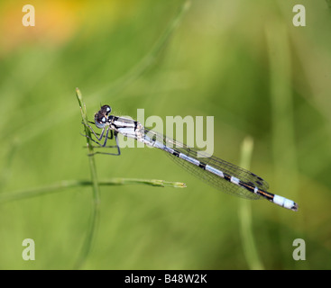 A male blue Narrow Winged or Common Blue Damselfly (Enallagma cyathigerum) Stock Photo