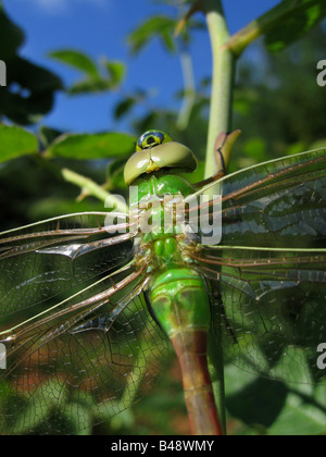 An Emperor Dragonfly (Anax imperator) rests on the stem of a rose bush. Stock Photo