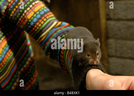 Dark Syrian Hamster Mesocricetus auratus Stock Photo