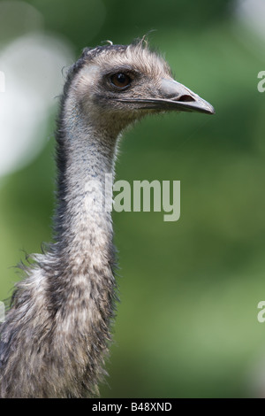 head of American Rhea or Common Rhea - Rhea americana Stock Photo