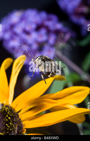 Syrphid Fly Adult Diptera Syrphidae Stock Photo