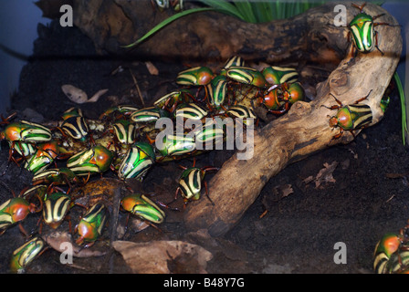 African Flamboyant Flower Beetles Stock Photo