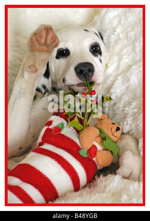 Dalmation Puppy with Christmas stocking Stock Photo