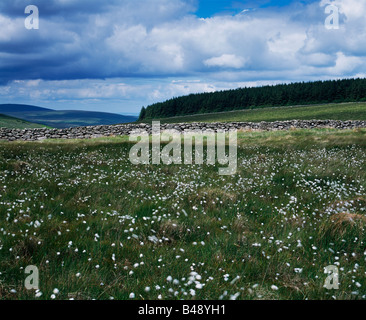 Cottongrass growing in Dartmoor National Park by a dry stonewall near Fernworthy Forest. Devon, England. Stock Photo
