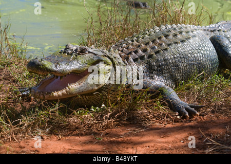 Australian Estuarine salt water crocodile Crocodylus porosus Stock Photo