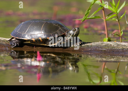 Midland Painted Turtle (Chrysemys picta marginata) Stock Photo