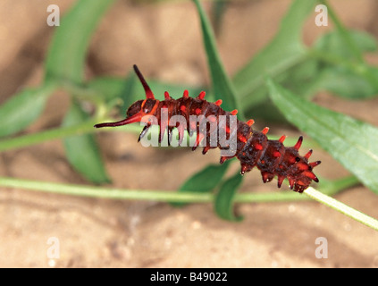 Pipevine Swallowtail Battus philenor Stock Photo