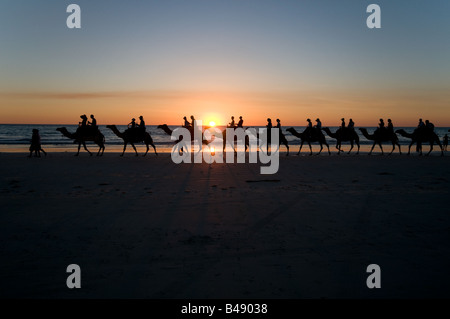 Camel trains carrying tourists at sunset on Cable Beach near Broome Western Australia Stock Photo