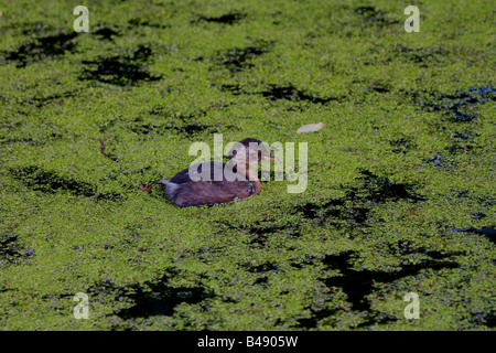 YOUNG LITTLE GREBE Stock Photo