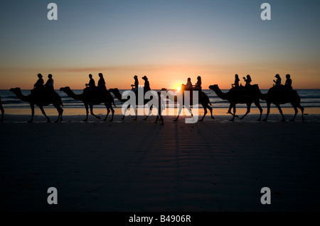 Camel trains carrying tourists at sunset on Cable Beach near Broome Western Australia Stock Photo