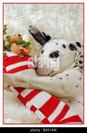 Dalmation Puppy with Christmas stocking Stock Photo