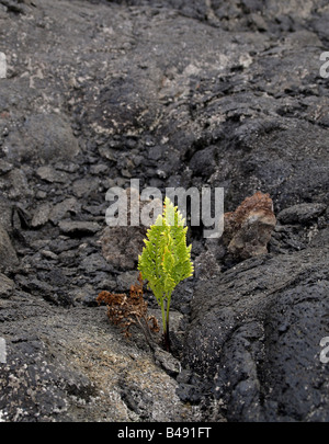 new life on a lava field - Big Island, Hawaii Stock Photo