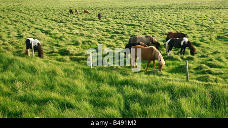 Grazing horses in a grassy field on a sunny day Stock Photo