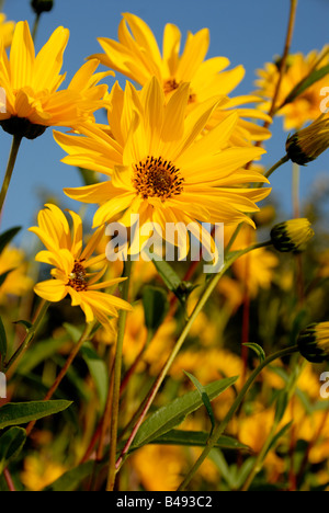 Stock photo of the yellow flowering helianthus maximiliani The image was taken against a blue summer sky Stock Photo