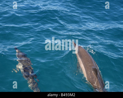 Dolphins by the Wainae coast of Oahu, Hawaii Stock Photo