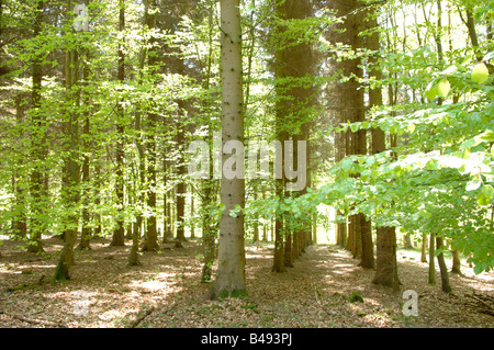 Avenues of Beech Trees in Buckinghamshire Stock Photo